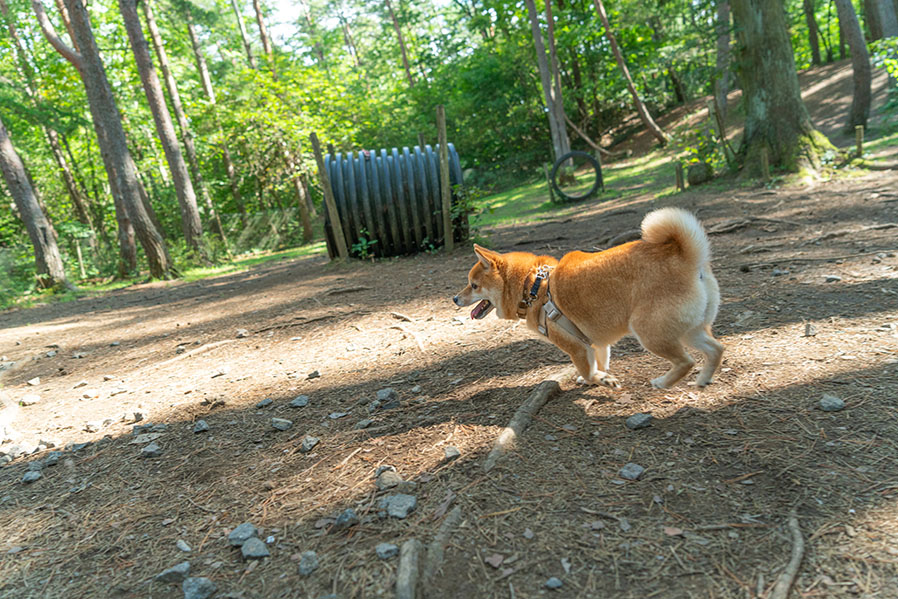 ワンコと巡る!1泊2日の郡上旅