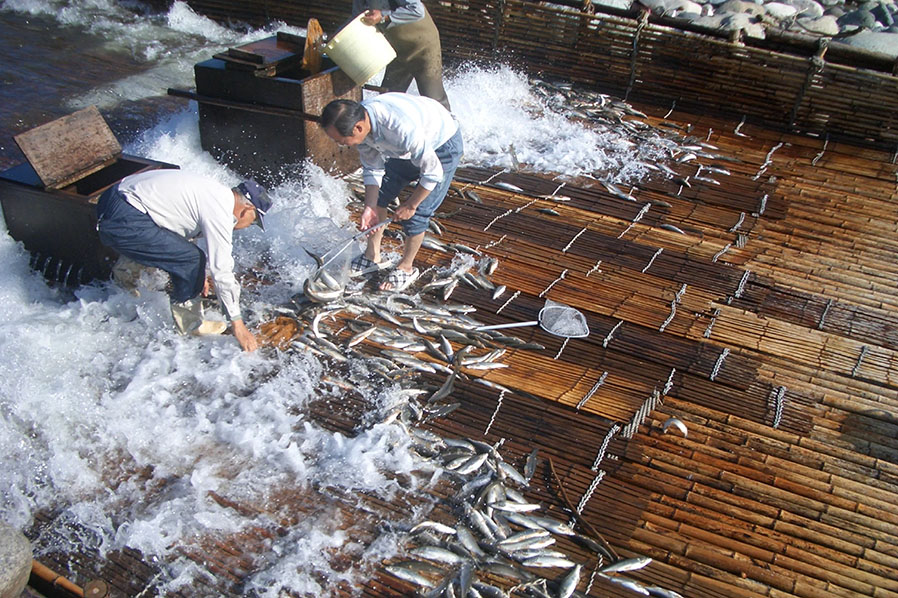 ワンコと巡る!1泊2日の郡上旅