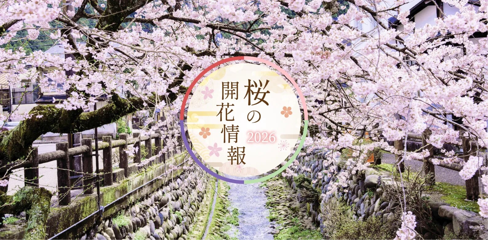 郡上市桜の開花情報2023
