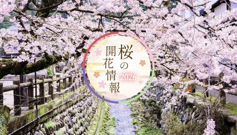 桜の開花情報