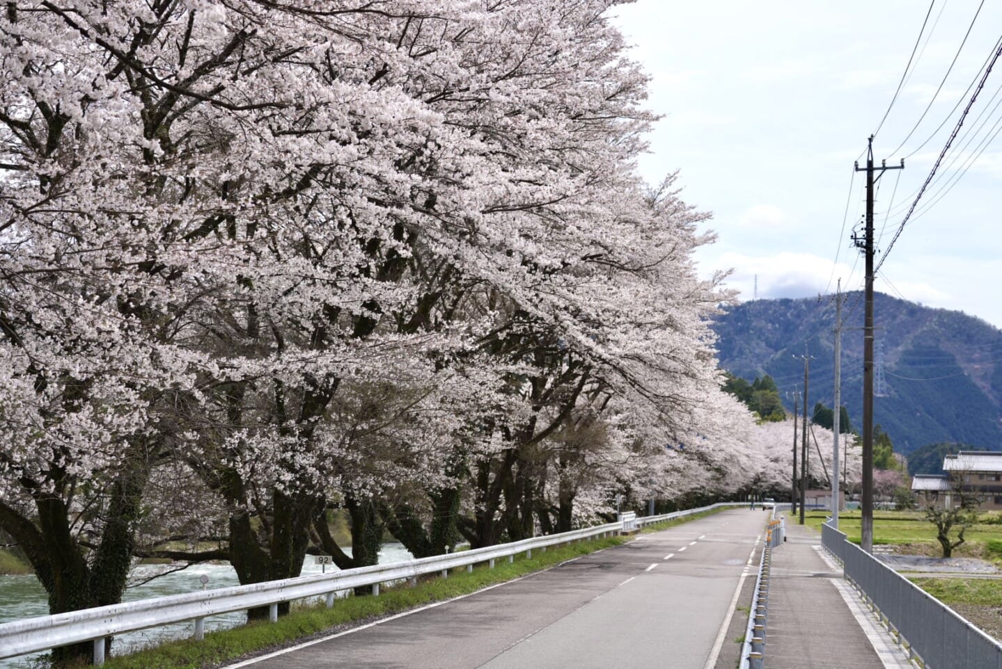 美並 下田の桜並木 スライダー画像1