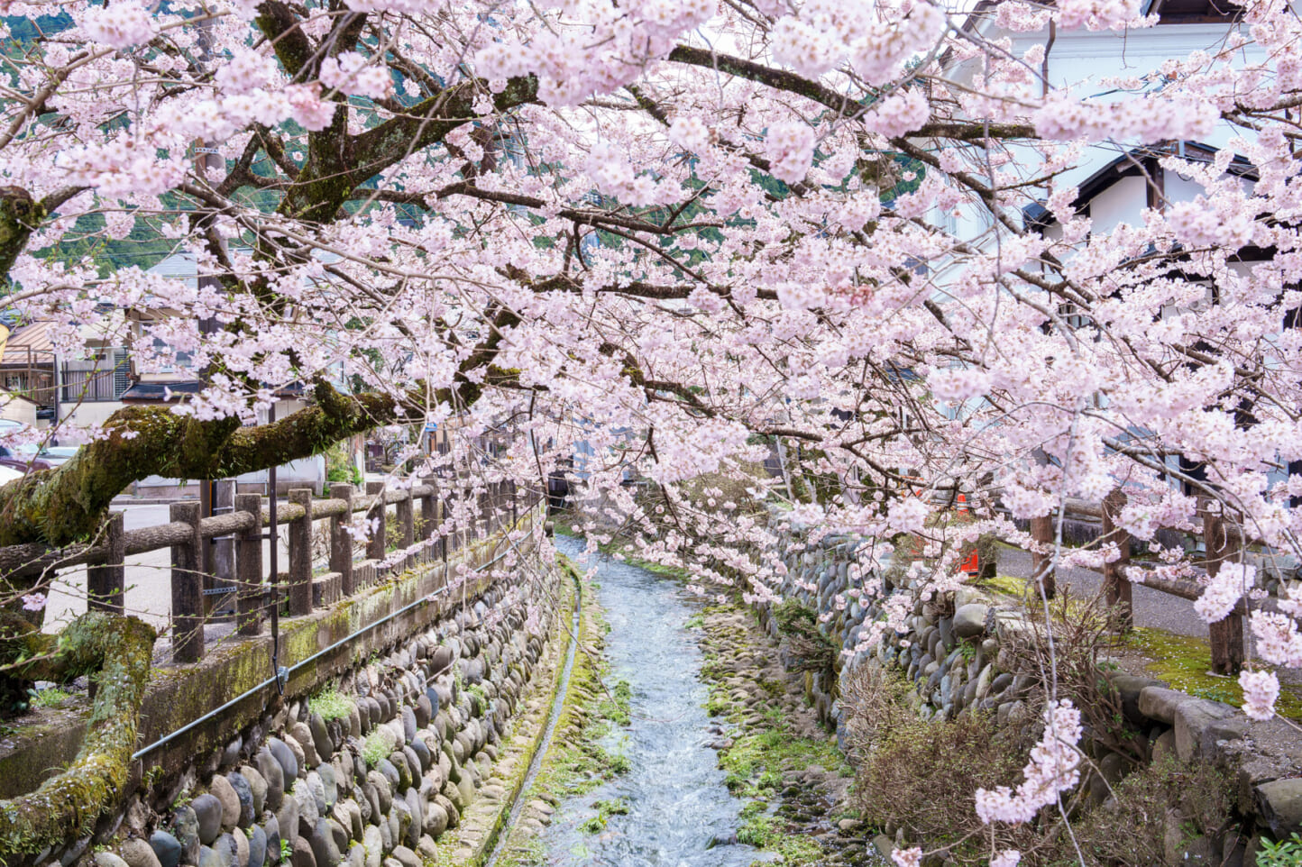 郡上八幡城下町の桜 スライダー画像1
