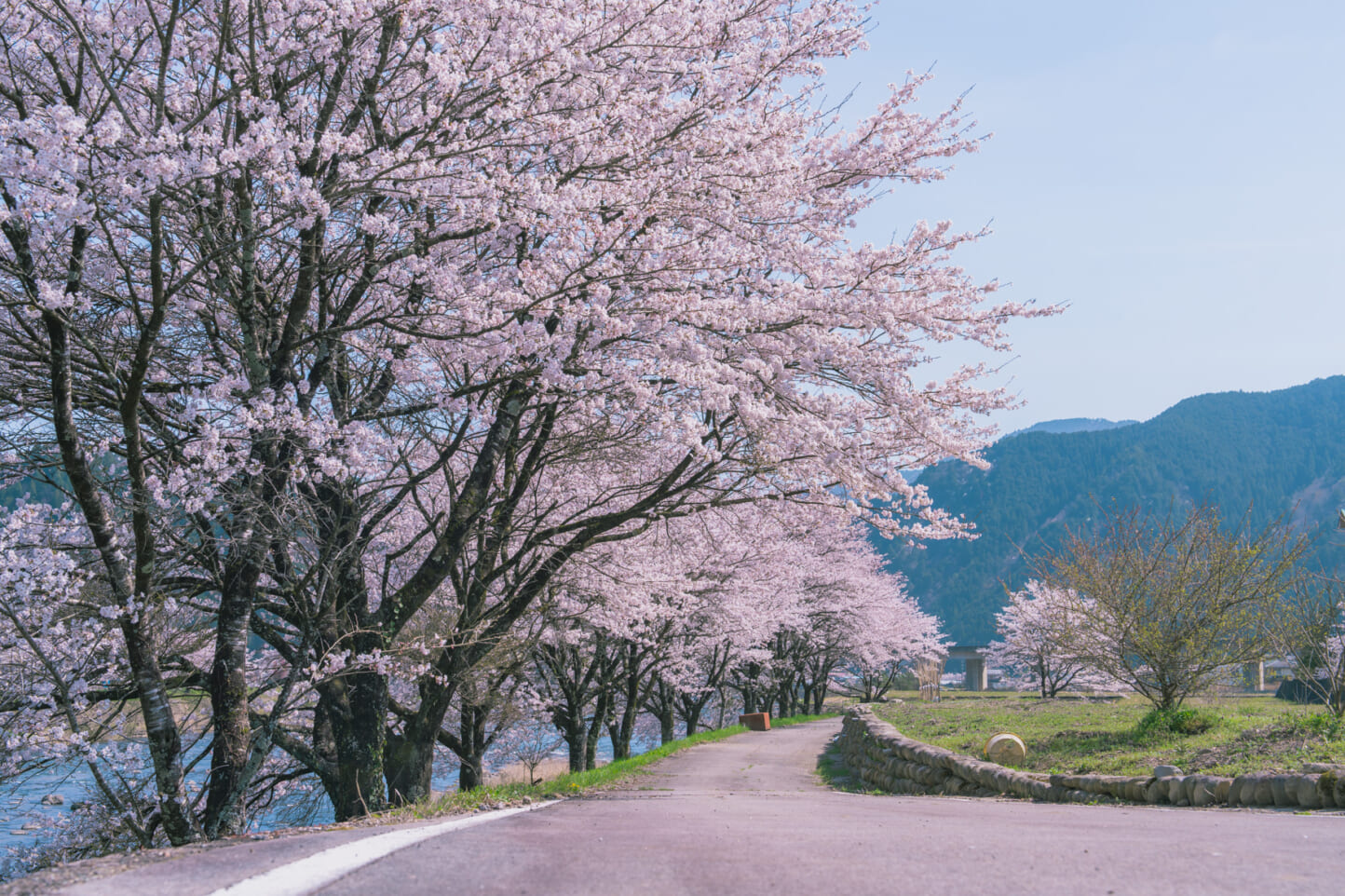 郡上大和 長良川沿いの桜 スライダー画像1