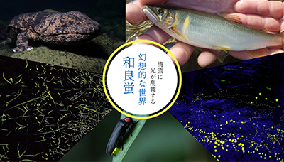 和良蛍(下旬に変更の可能性あり)
