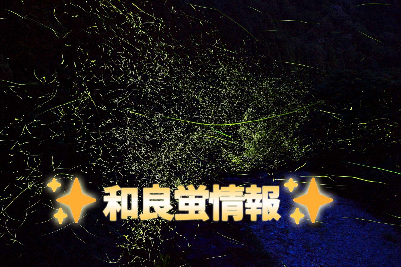 今年も和良蛍の飛行が始まりました!
