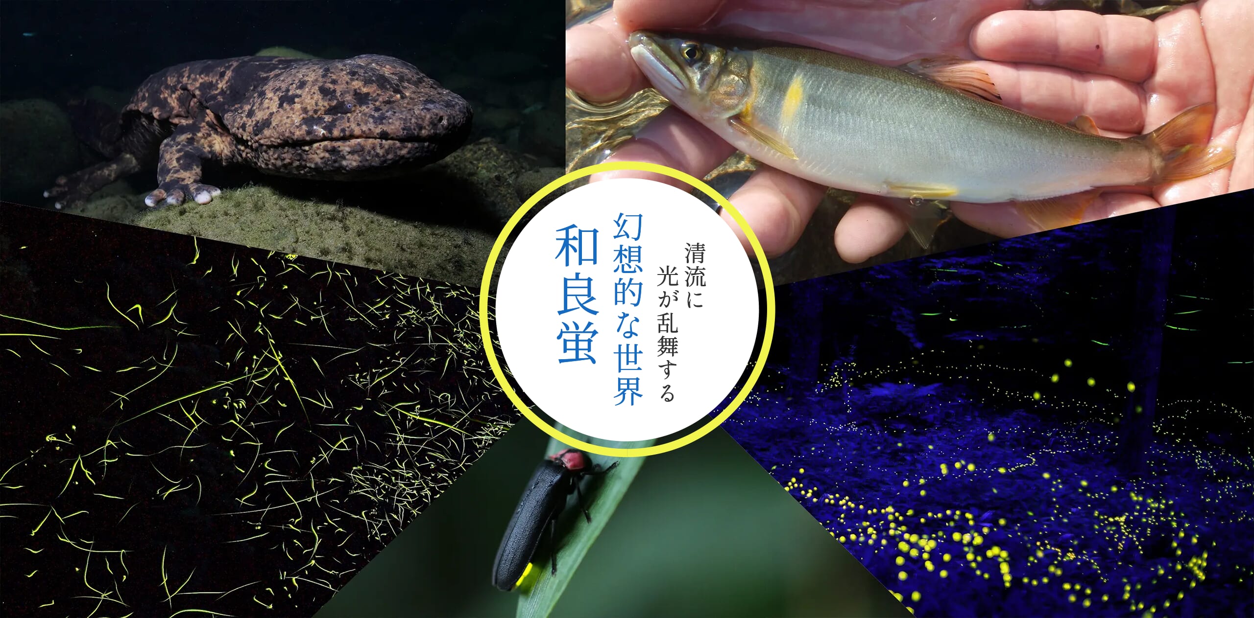 和良蛍(下旬に変更の可能性あり)