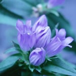 Gentian blue purple,