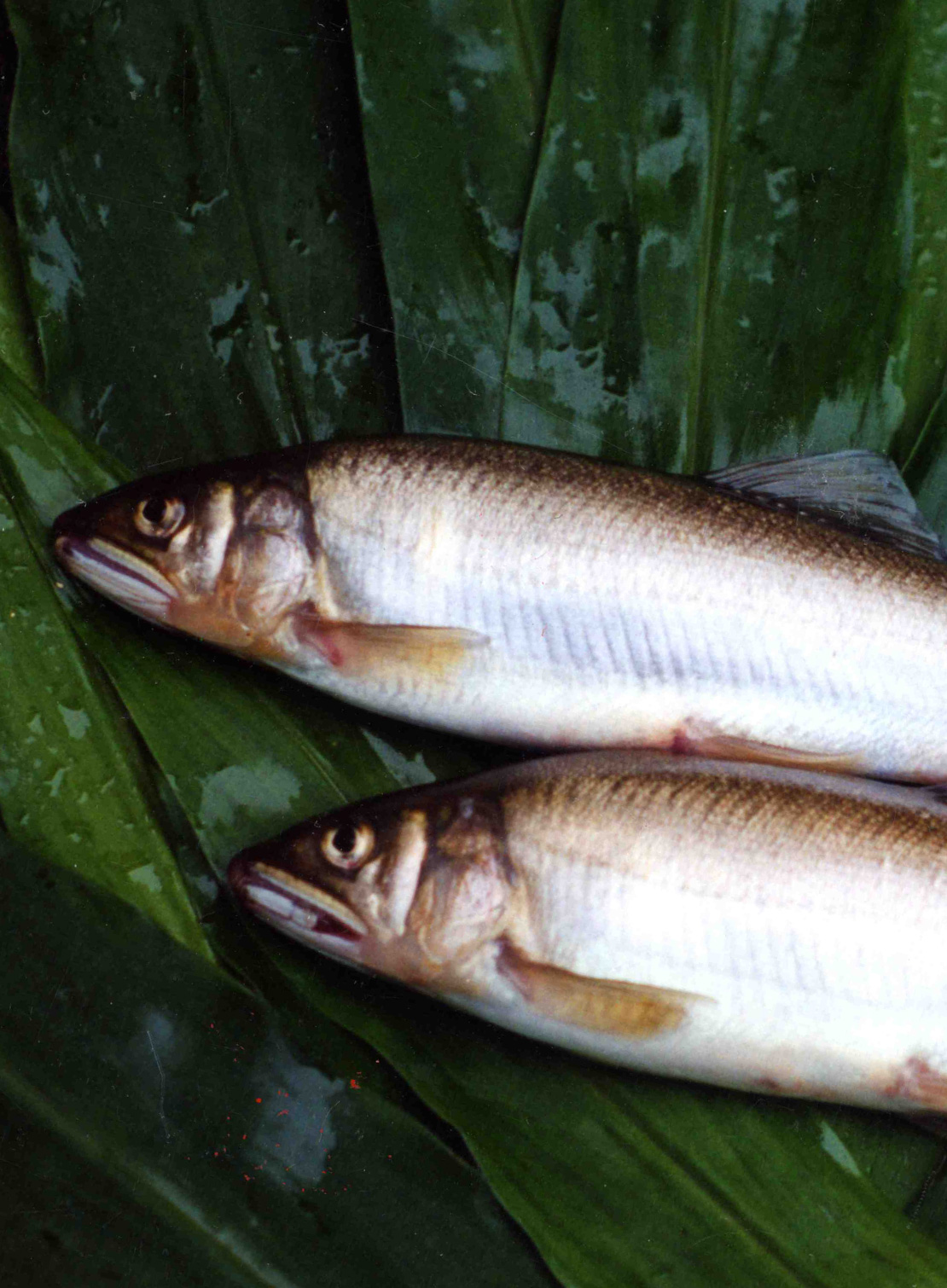 郡上の食材1