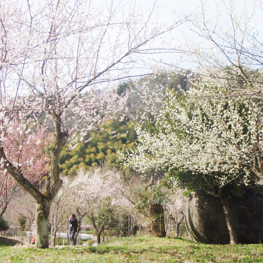 国名勝 東氏館跡庭園2