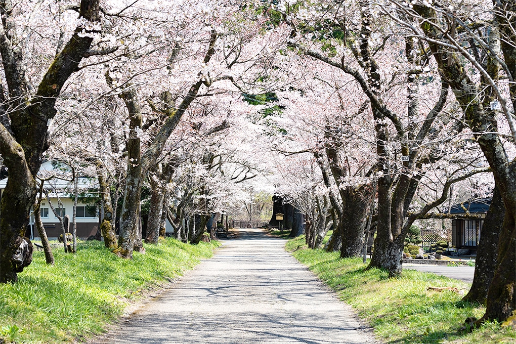 薪能くるす桜1