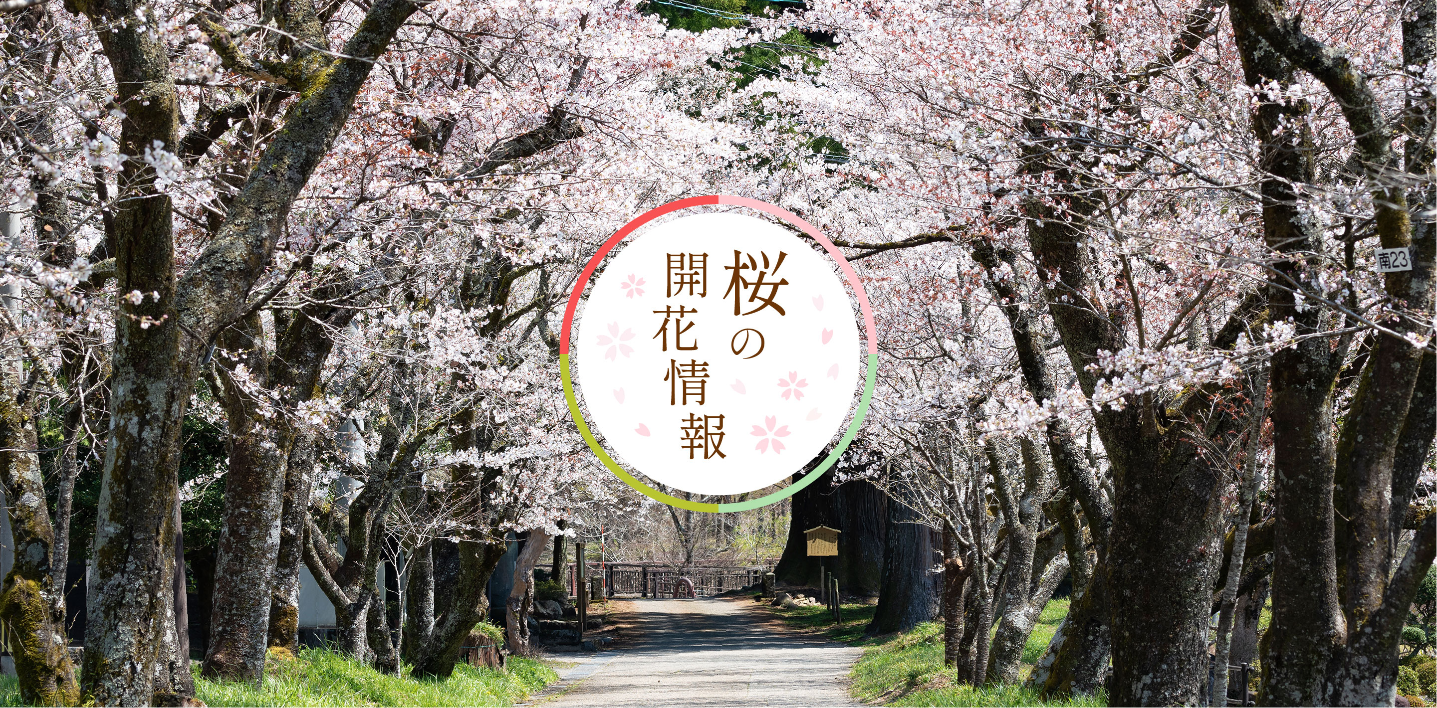 郡上市桜の開花情報2021