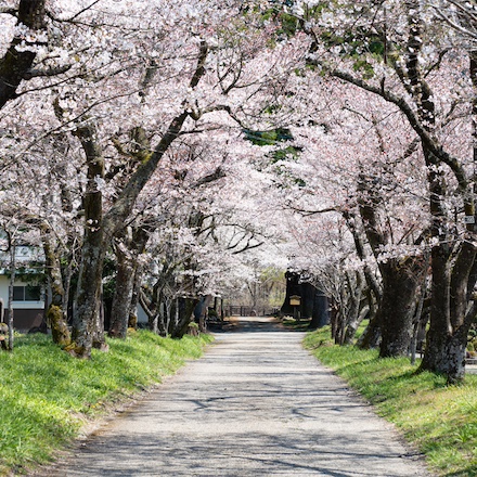 白山信仰の息づくサンクチュアリに癒される。白鳥の魅力